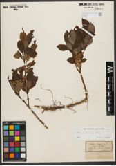 Foto von Salix silesiaca Willd.